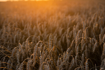 Wheat field in the summer sun, wheat, field of wheat, field of wheat during harvest, field of grain in summer  © Follow the Sun
