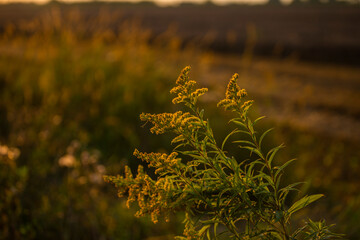 kwitnąca nawłoć, nawłoć latem  © Follow the Sun