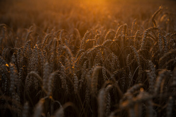 Wheat field in the summer sun, wheat, field of wheat, field of wheat during harvest, field of grain in summer
 - obrazy, fototapety, plakaty