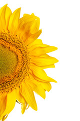 The Yellow beautiful blooms sunflower flower