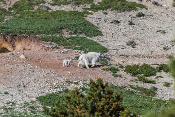High alpine area of Yukon Territory with mother mountain goat and baby seen in far distance. 