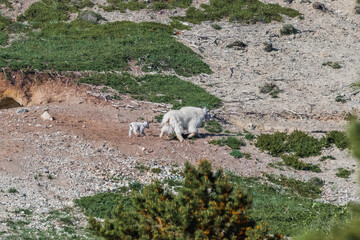 High alpine area of Yukon Territory with mother mountain goat and baby seen in far distance. 