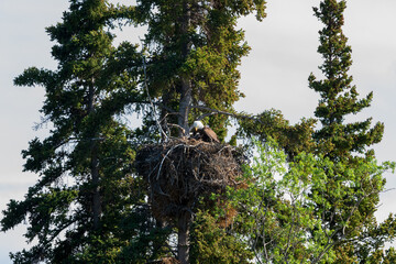 Bald eagle family in a nest during summer in Northern Canada. Taken in the boreal forest. 