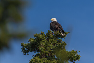 Stunning bald eagle perched atop of a spruce tree in summertime with bright blue sky background. Taken in Yukon Territory, Canada. 