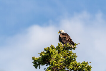 Stunning bald eagle perched atop of a spruce tree in summertime with bright blue sky background. Taken in Yukon Territory, Canada. 