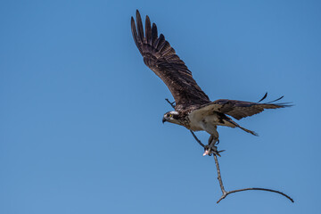 Flying Osprey Carrying Fish and Long Stick in the Clear Blue Sky
