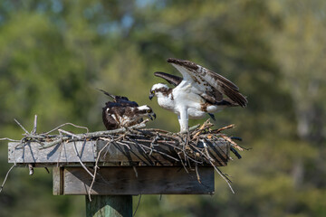 Osprey Landed in Nest Holding Fish