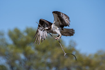 Flying Osprey Carrying Fish and Long Stick with Trees and Sky in Background