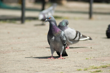 palomas
