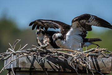 Osprey Pair on Nest