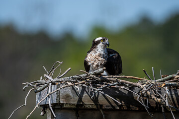 Osprey on Nest with Eating Fish
