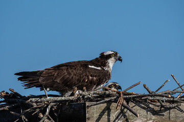 Ospreys on Nest under Blue Sky