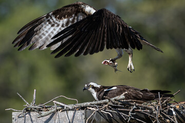 Osprey Landing in Nest with Fish