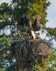 Wild Bald Eagles seen at a nest in summertime with one eagle flying into the nest. 