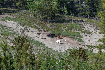 High alpine area of Yukon Territory with mother mountain goat and baby seen in far distance. 