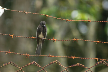naturaleza