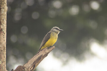 naturaleza
