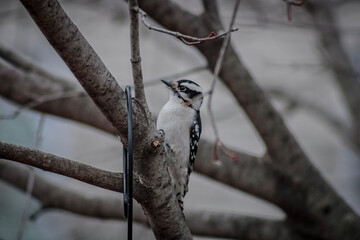 downy woodpecker