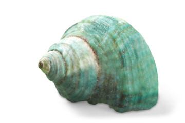 Decorations of seashell or ocean mollusk. Underwater life