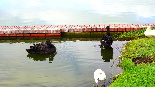 Swan in Lake Morton at city center of lakeland Florida	