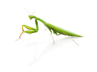 Green little Insect, Praying Mantis