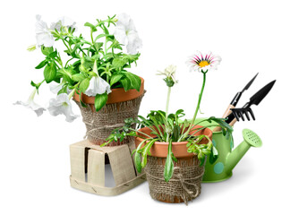 Beautiful plants in flowerpots and gardening tools