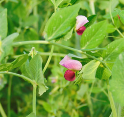Photo of a very fresh pea plant.  