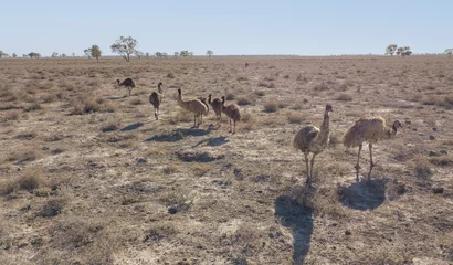 Keuken spatwand met foto A flock of emus in the drought conditions of outback Queensland, Australia. © 169169