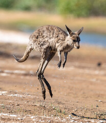 Kangaroo in outback Queensland, Australia.