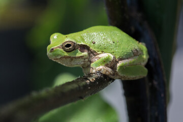 frog