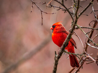 Male northern cardinal perched in a tree, copy space