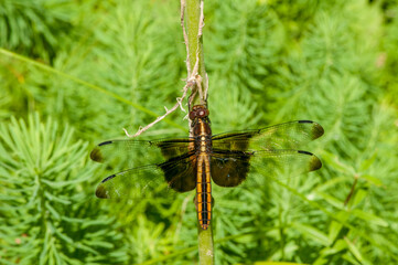 Female Widow Skimmer resting on plant stem in the forest.