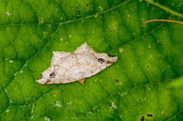 Common Angle moth resting on green leaf.