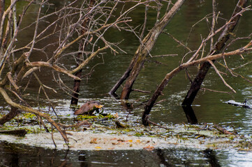 Muskrat eating the vegetation found in the creek