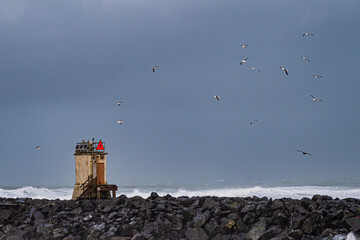 Seagulls flying around a jetty with a foghorn at the Oregon Coast. Vertical image. 