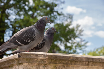 pigeons in the sky