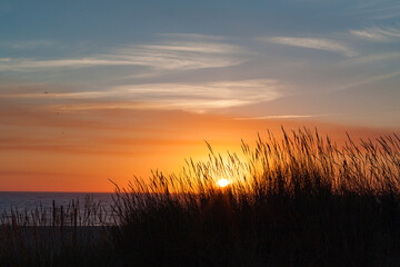 Fototapeta na wymiar Sunset over the sand dunes, Praia de Esmoriz, Portugal. Ammophila arenaria silhouette. 
