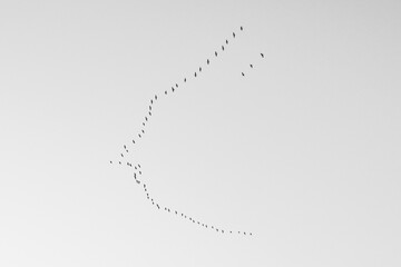 空を飛ぶ鳥の群れ