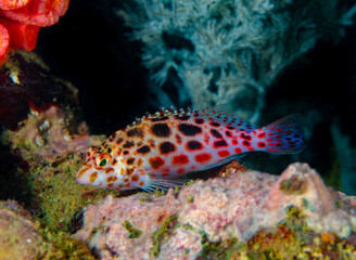 Pixie hawkfish