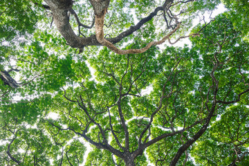 Majestic upwards view the canopy of tall trees forest at low angle view in sunlight