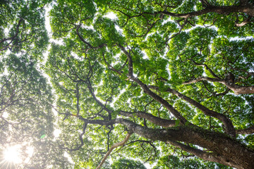 Majestic upwards view the canopy of tall trees forest at low angle view in sunlight