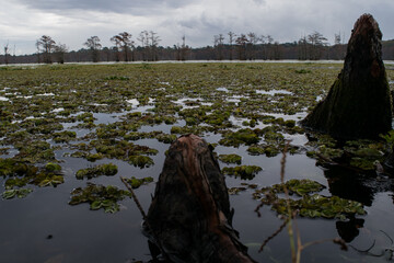 Cypress Lake 2