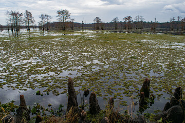 Cypress Lake 3