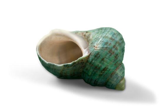 Decorations of seashell or ocean mollusk. Underwater life