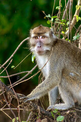 Long-Tailed Macaque Monkey in the Jungle in Borneo