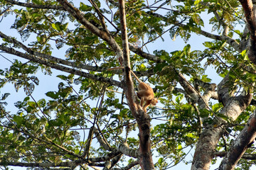 Rare Red Morph of Silvered Lutung in tree near Kinabtangan River in Borneo