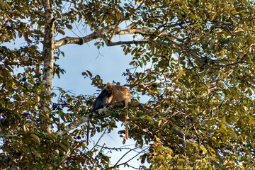 Rare Red Morph of Silvered Lutung Monkey in tree near Kinabtangan River in Borneo