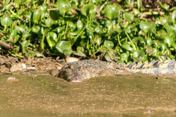 Large Borneo Crocodile in the Muddy Water of the Kinabatangan River