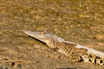 Small Borneo Crocodile in the Muddy Water of the Kinabatangan River