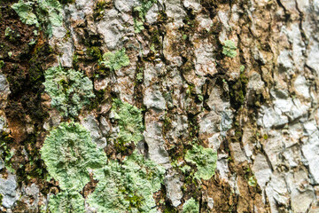 Mossy tree bark in the middle of the garden
